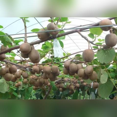 2025年小游戏出海巅峰:揭秘黄金时代盛况 2025年小游戏出海巅峰:揭秘黄金时代盛况