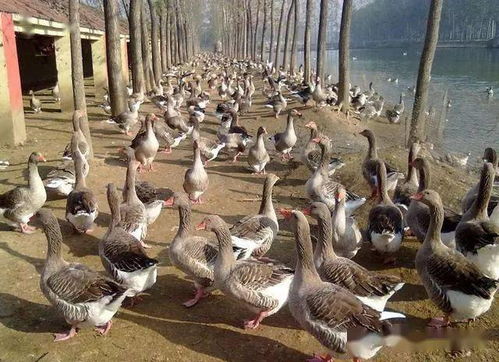 《鹅鸭杀网红鹅攻略：掌握核心玩法，轻松制胜》