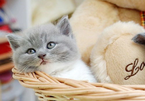 《猫猫钓游记》独家发售:揭秘时间价格与独特玩法 《猫猫钓游记》独家发售:揭秘时间价格与独特玩法