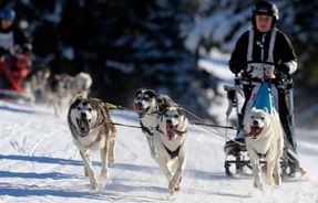 《狗拉雪橇传奇》竞速挑战，明日开赛！