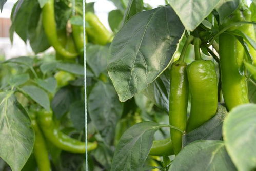 《鸣潮》独家揭秘：高效灯笼果采集路线攻略！