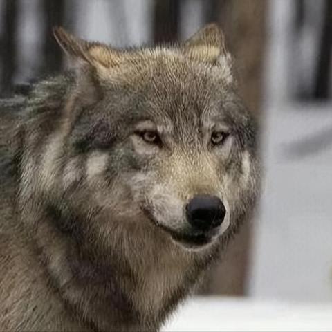 《饿狼传说群狼之城》BGM精选,沉浸式音乐盛宴! 《饿狼传说群狼之城》BGM精选,沉浸式音乐盛宴!