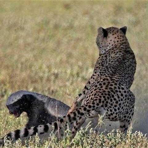 斗三国闪避红将攻略:高效选将技巧揭秘 斗三国闪避红将攻略:高效选将技巧揭秘