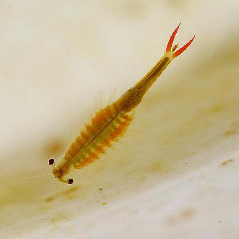 《牧场物语新生》独家揭秘：手绘恐龙养成记