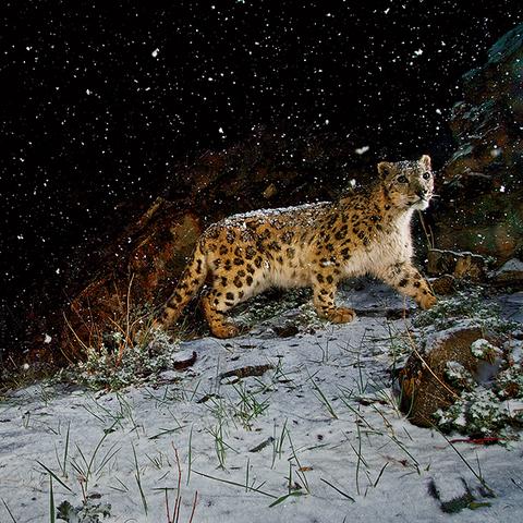 《山羊3攻略：史蒂夫营救全解析》