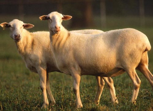 羊了个羊第二关轻松通关!独家技巧助你一臂之力 羊了个羊第二关轻松通关!独家技巧助你一臂之力