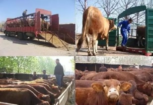 《最远的边陲》牛养殖攻略:边陲之地高效养牛技巧揭秘 《最远的边陲》牛养殖攻略:边陲之地高效养牛技巧揭秘