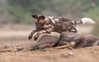 《野狗子》王文若奇才攻略:独家技巧解锁! 《野狗子》王文若奇才攻略:独家技巧解锁!