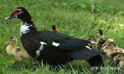 《鹅鸭杀》加拿大鹅职业攻略：掌握制胜秘诀！