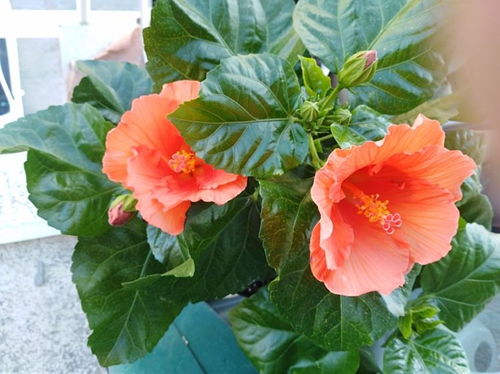 《我的世界》十大爆笑瞬间:玩家搞笑死法大盘点 《我的世界》十大爆笑瞬间:玩家搞笑死法大盘点