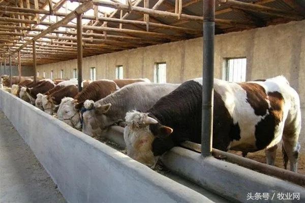 《最远的边陲》养牛攻略:畜棚牛只高效养殖技巧揭秘 《最远的边陲》养牛攻略:畜棚牛只高效养殖技巧揭秘