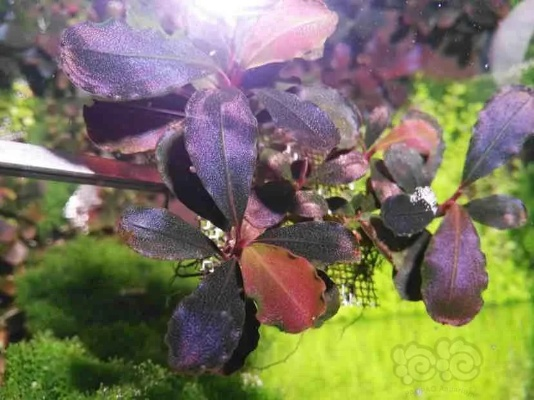 探秘光与影33号繁叶结:独家攻略,多图揭秘! 探秘光与影33号繁叶结:独家攻略,多图揭秘!