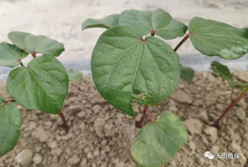 原神攻略：轻松突破！掌握花叶茎部脆弱技巧，高效通关秘籍大公开