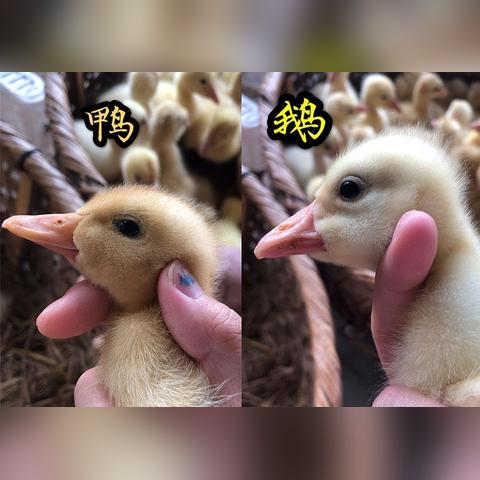 《鹅鸭杀》好人角色实力盘点：揭秘最强辅助与侦探！