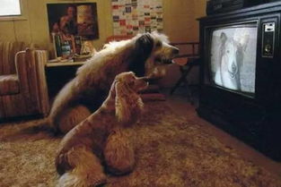 《野狗子》神龛位置揭秘:超绝界域神龛寻宝攻略 《野狗子》神龛位置揭秘:超绝界域神龛寻宝攻略