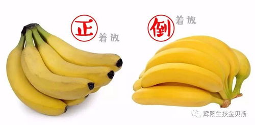 《咚奇刚蕉力全开B100香蕉全收集秘籍》