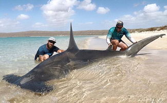 《荒野大鱼乌贼钓位揭秘：入道乌贼、盾章菊螺捕获攻略》