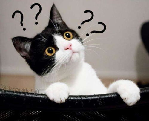 《远云编年史猫咪分布全揭秘》 《远云编年史猫咪分布全揭秘》