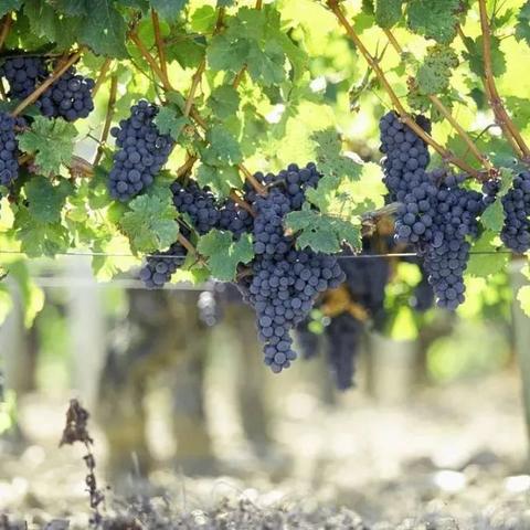 《真三国无双起源》月香草高效刷取攻略！快速提升资源！