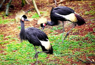 《心动小镇》长耳鸮隐藏位置揭秘!必看攻略 《心动小镇》长耳鸮隐藏位置揭秘!必看攻略