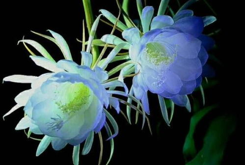 《原神》3.6忧昙花蕊速刷攻略:高效采集技巧揭秘 《原神》3.6忧昙花蕊速刷攻略:高效采集技巧揭秘