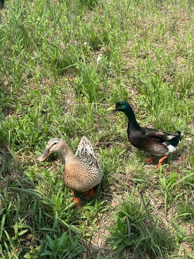 《心动小镇绿头鸭藏匿秘境大揭秘》 《心动小镇绿头鸭藏匿秘境大揭秘》