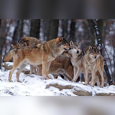 《饿狼传说:群狼之城》今日震撼发售！