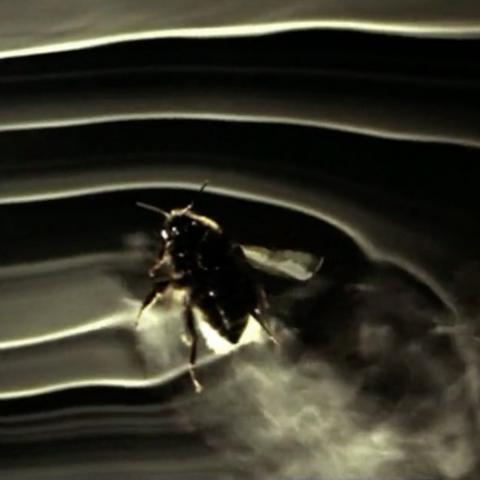 暗黑3国服回归礼包:7对翅膀+7个宠物核心 暗黑3国服回归礼包:7对翅膀+7个宠物核心