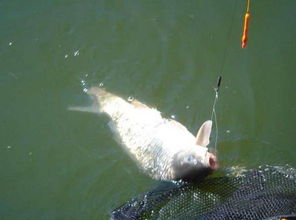 《原神》钓鱼达人必看:璃月钓鱼点全解析,稀有鱼种大揭秘 《原神》钓鱼达人必看:璃月钓鱼点全解析,稀有鱼种大揭秘