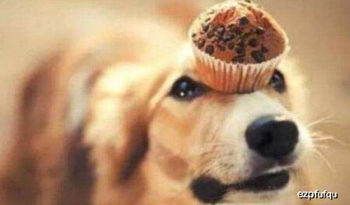 《野狗子》速通攻略:全流程无死角技巧解析 《野狗子》速通攻略:全流程无死角技巧解析