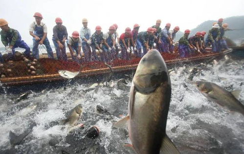 《鸣潮》揭秘:老人鱼海鱼王捕捞点及龙鲡解锁攻略 《鸣潮》揭秘:老人鱼海鱼王捕捞点及龙鲡解锁攻略