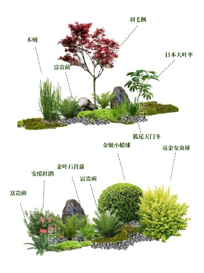 金垦小镇植物种类盘点 金垦小镇植物种类盘点