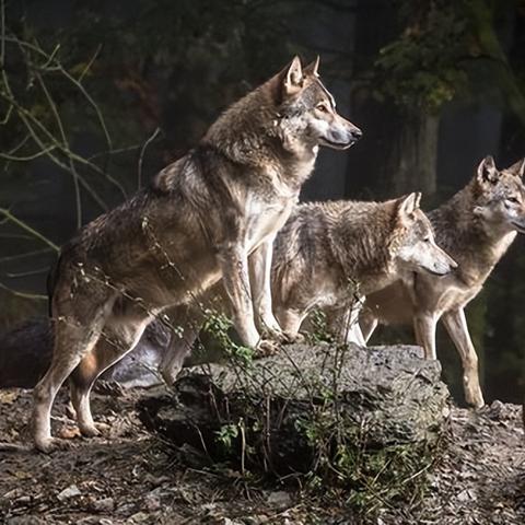 《饿狼传说群狼之城》比利凯恩RPG模式CG独家揭秘 《饿狼传说群狼之城》比利凯恩RPG模式CG独家揭秘