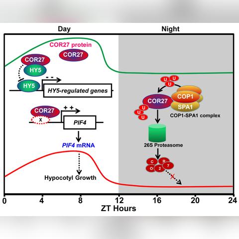 《植物大战僵尸》E3 2013独家预告:全新冒险来袭 《植物大战僵尸》E3 2013独家预告:全新冒险来袭