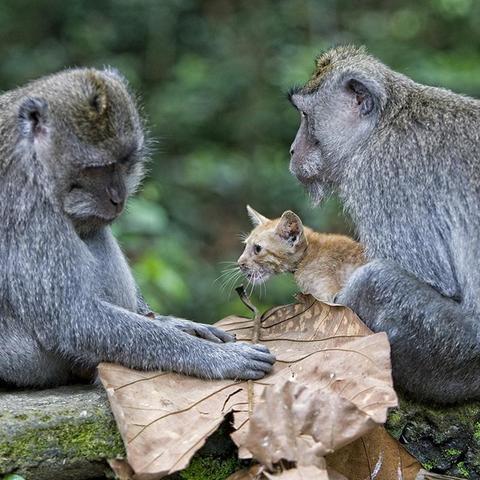 《大金刚国度》独家揭秘:猩猩狂喜香蕉盛宴! 《大金刚国度》独家揭秘:猩猩狂喜香蕉盛宴!