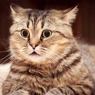 《矮人要塞》Steam版最强Mod即将上线!独家揭秘! 《矮人要塞》Steam版最强Mod即将上线!独家揭秘!