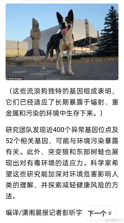 《切尔诺贝利变异狗攻略：高效击杀技巧揭秘》