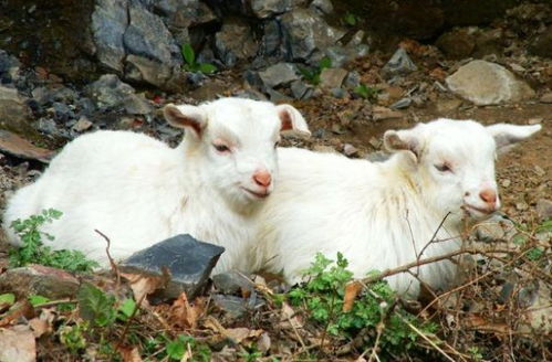 《恶意不息》4月21日大更新!揭秘全新内容亮点抢先看 《恶意不息》4月21日大更新!揭秘全新内容亮点抢先看