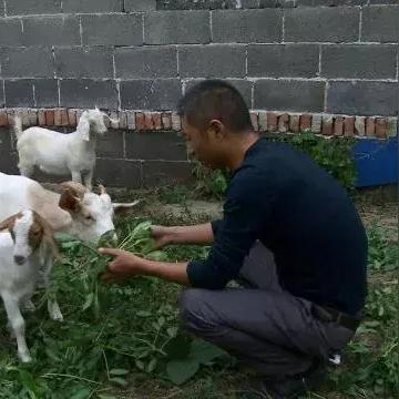 《羊了个羊》通关攻略:4月25日挑战成功秘籍! 《羊了个羊》通关攻略:4月25日挑战成功秘籍!