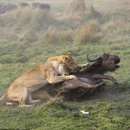 《狗狗扑倒大揭秘:盘点那些让你措手不及的时刻》 《狗狗扑倒大揭秘:盘点那些让你措手不及的时刻》