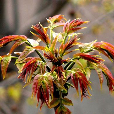 《荒野特产速刷攻略:怪物猎人高效采集路线》 《荒野特产速刷攻略:怪物猎人高效采集路线》