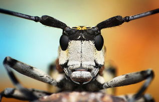 《心动小镇黄蜂虎天牛捕捉攻略:隐藏位置大揭秘》 《心动小镇黄蜂虎天牛捕捉攻略:隐藏位置大揭秘》