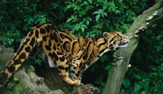 中国大陆动物园最后一只圈养云豹干干离世,濒危云豹保护刻不容缓！