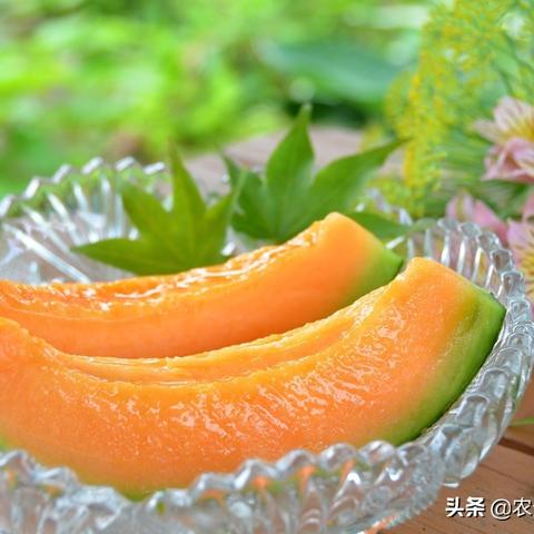 《缺氧》新手基地搭建与种植技巧攻略,快速入门! 《缺氧》新手基地搭建与种植技巧攻略,快速入门!