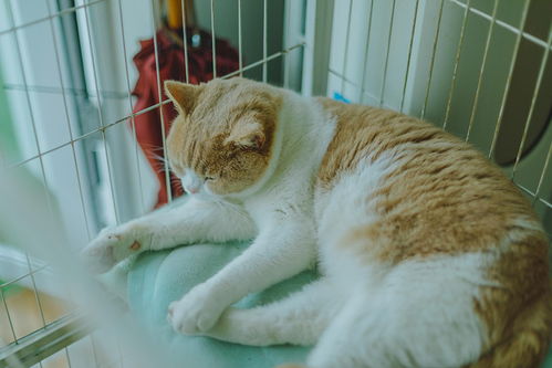 《剑星》神经元链接紧身服获取秘籍,猫咪摄影展猫咪分布全揭秘 《剑星》神经元链接紧身服获取秘籍,猫咪摄影展猫咪分布全揭秘