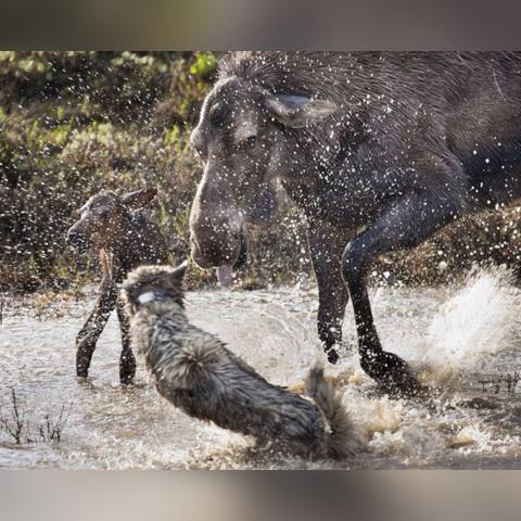 饿狼传说,群狼之城二次测试将至,能解决首测痛点吗? 饿狼传说,群狼之城二次测试将至,能解决首测痛点吗?