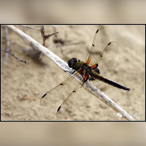 《心动小镇小斑蜻捕捉攻略:隐藏位置大揭秘》 《心动小镇小斑蜻捕捉攻略:隐藏位置大揭秘》