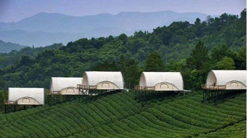 《羊了个羊》9月20日抓包攻略：轻松通关秘籍大公开