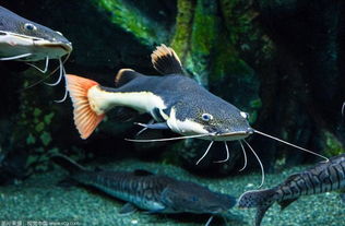 《猫猫钓游记》全鱼种图鉴:揭秘出没区域与稀有度排行 《猫猫钓游记》全鱼种图鉴:揭秘出没区域与稀有度排行