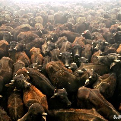 《孤岛惊魂4》尼泊尔神秘献祭!惊悚视频揭秘! 《孤岛惊魂4》尼泊尔神秘献祭!惊悚视频揭秘!